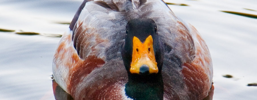 A duck floating on the water, viewed from the front